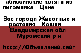 абиссинские котята из питомника › Цена ­ 15 000 - Все города Животные и растения » Кошки   . Владимирская обл.,Муромский р-н